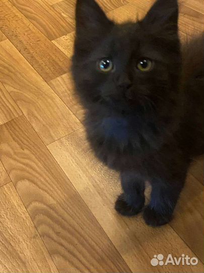 Котята в добрые руки бесплатно