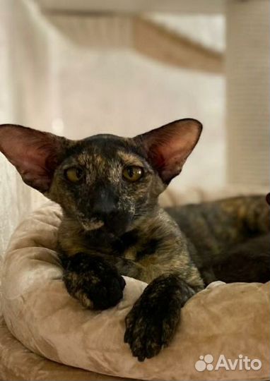 Кошка 1,5 года