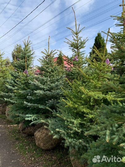 Ель голубая Misty Blue