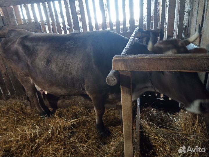Корова и первотелка