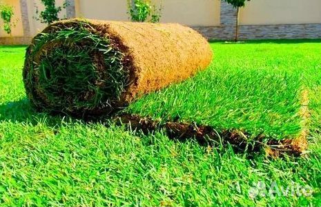Газон от производителя