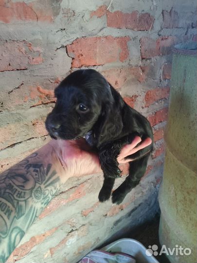 Щенки русского охотничего спаниеля