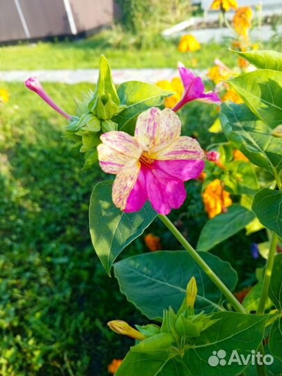 Ночная красавица (Мирабилис)