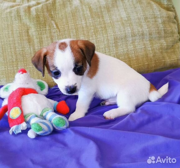 Джек Рассел терьер