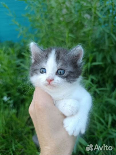 Котенок - девочка