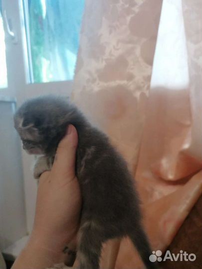 Шотландские котята