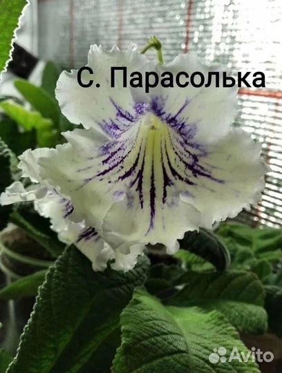 Стрептокарпусы