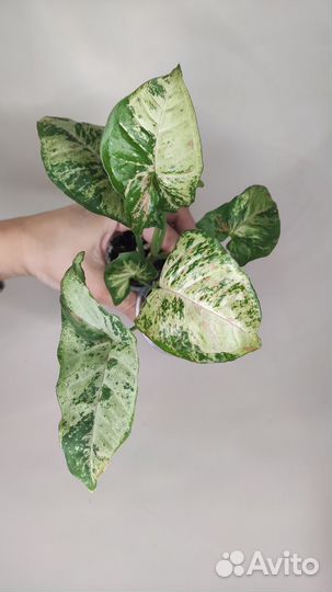 Сингониум конфетти триколор