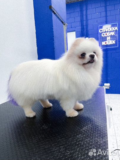 Модель на груминг