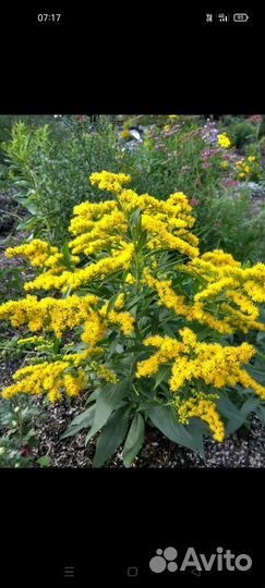 Золотарник