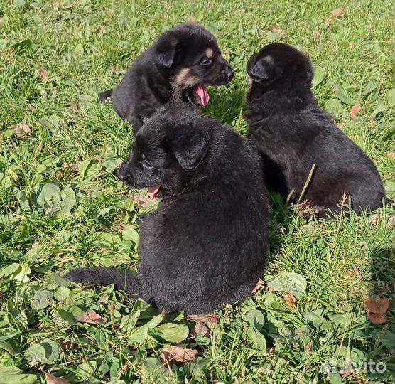 Собака в добрые руки щенок