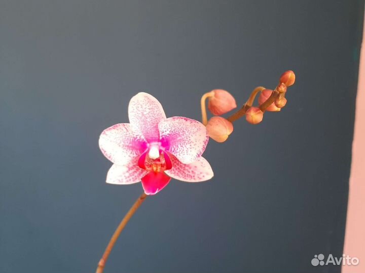 Орхидея фаленопсис
