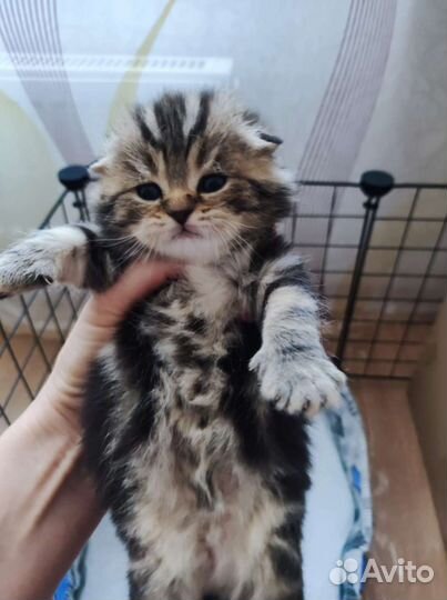 Шотландский кот. Вязка