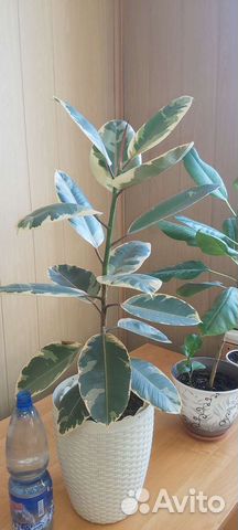 Фикус Белис,кротон,шефлера,сциндапсус,филодендрон