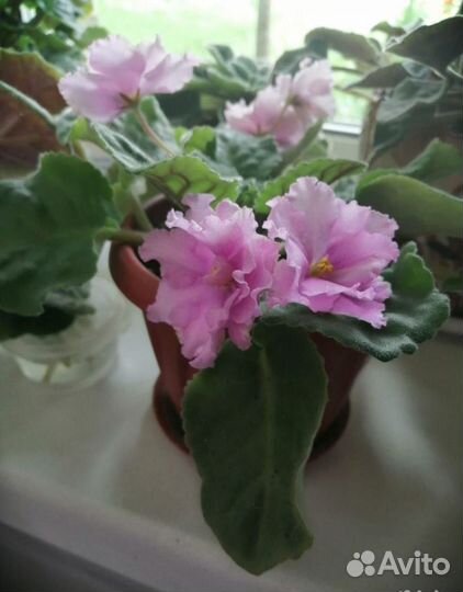 Сортовые фиалки цветущие