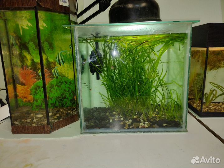 Аквариум