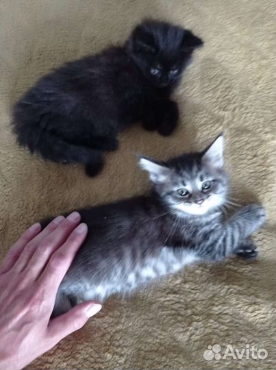 Котята ищут новый дом