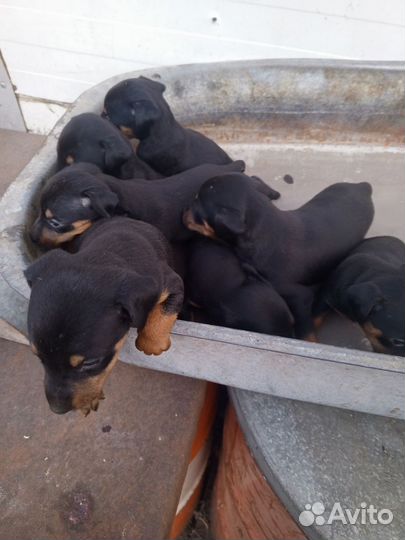 Щенки ягдтерьера