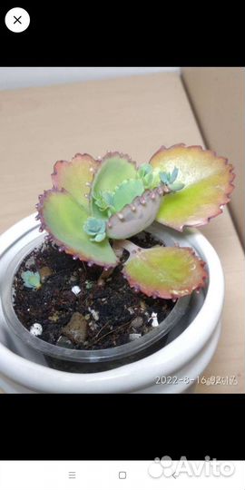 Седум японика и другие суккуленты в ассортименте