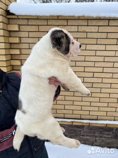 Среднеазиатская овчарка алабай щенки