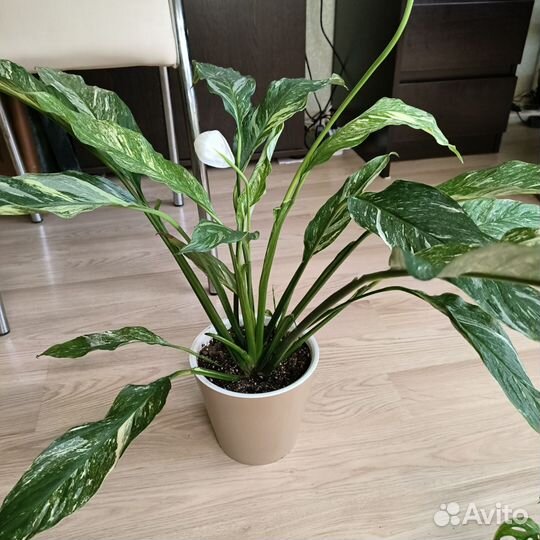 Спатифилум вариегатный Даймонд