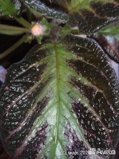 Эписция 2 сорта, традесканция зебрина