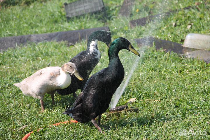 Яйцо домашнее куринное утиное свежее