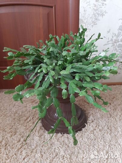 Комнатные растения