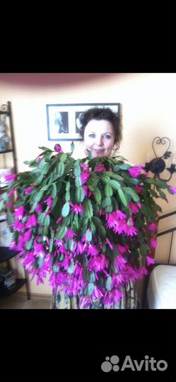 Рипсалидопсис