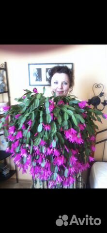 Рипсалидопсис