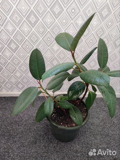 Фикус каучуконосный