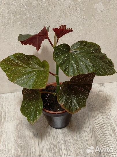 Комнатные цветы