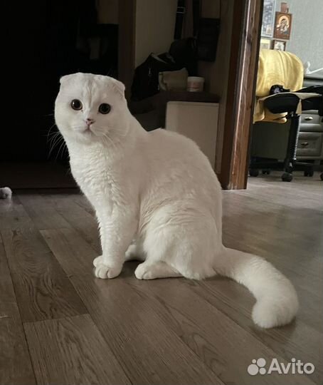 Вязка (шотландец вислоухий белый