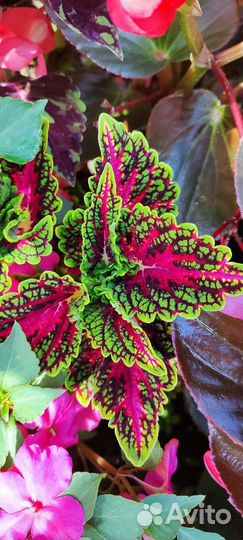 Колеусы вегетативные