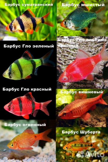 Аквариумные рыбки, рыбки в аквариум купить