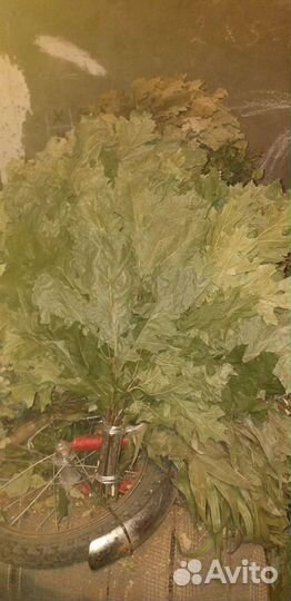 Канадский дуб