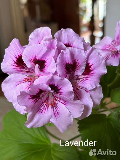 Королевская пеларгония