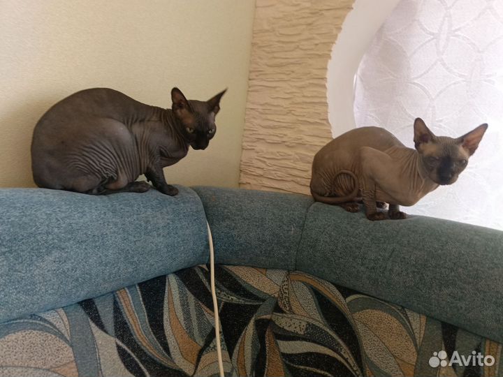 Котята в добрые руки мальчики