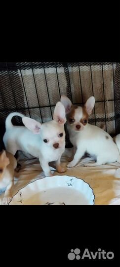 Щенки чихуахуа