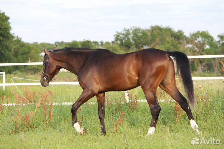 Молодой перспективный жеребчик