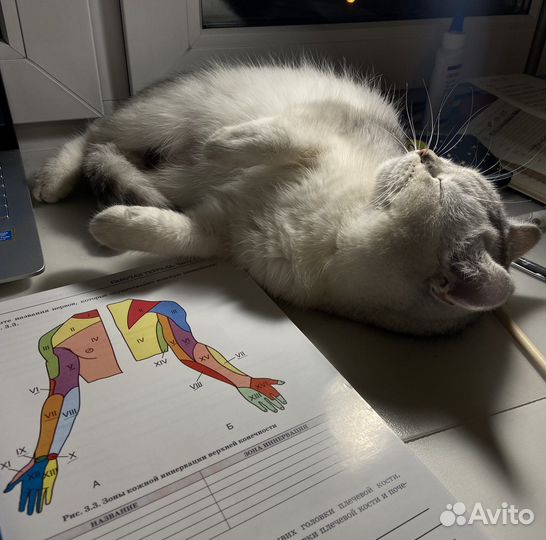 Сделаю дз. Химия, английский, русский