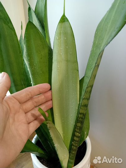 Сансевиерия муншайн