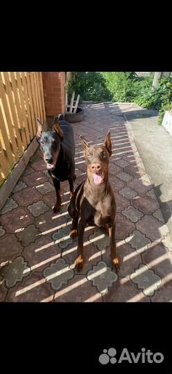 Щенки Добермана