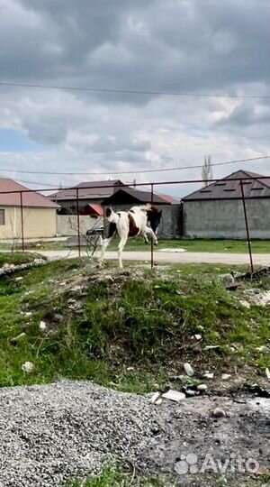 Лошади жеребята