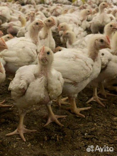 Куры молодки