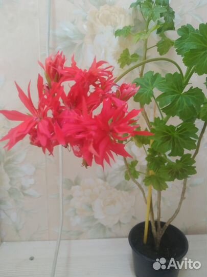 Пеларгония звездчатая