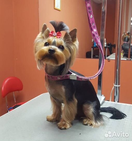 Стрижка собак(животных), грумер, груминг