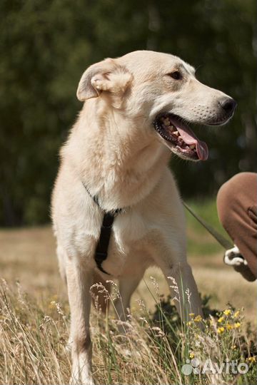 Красавица Синди из приюта ждет свою семью