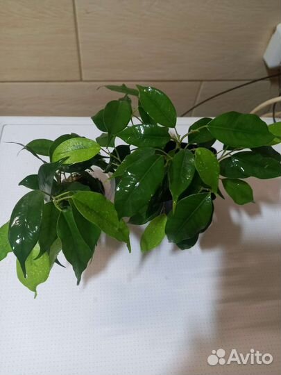 Фикус бенджамина пестролистный