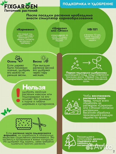 Сосна румелийская Высота от 300см